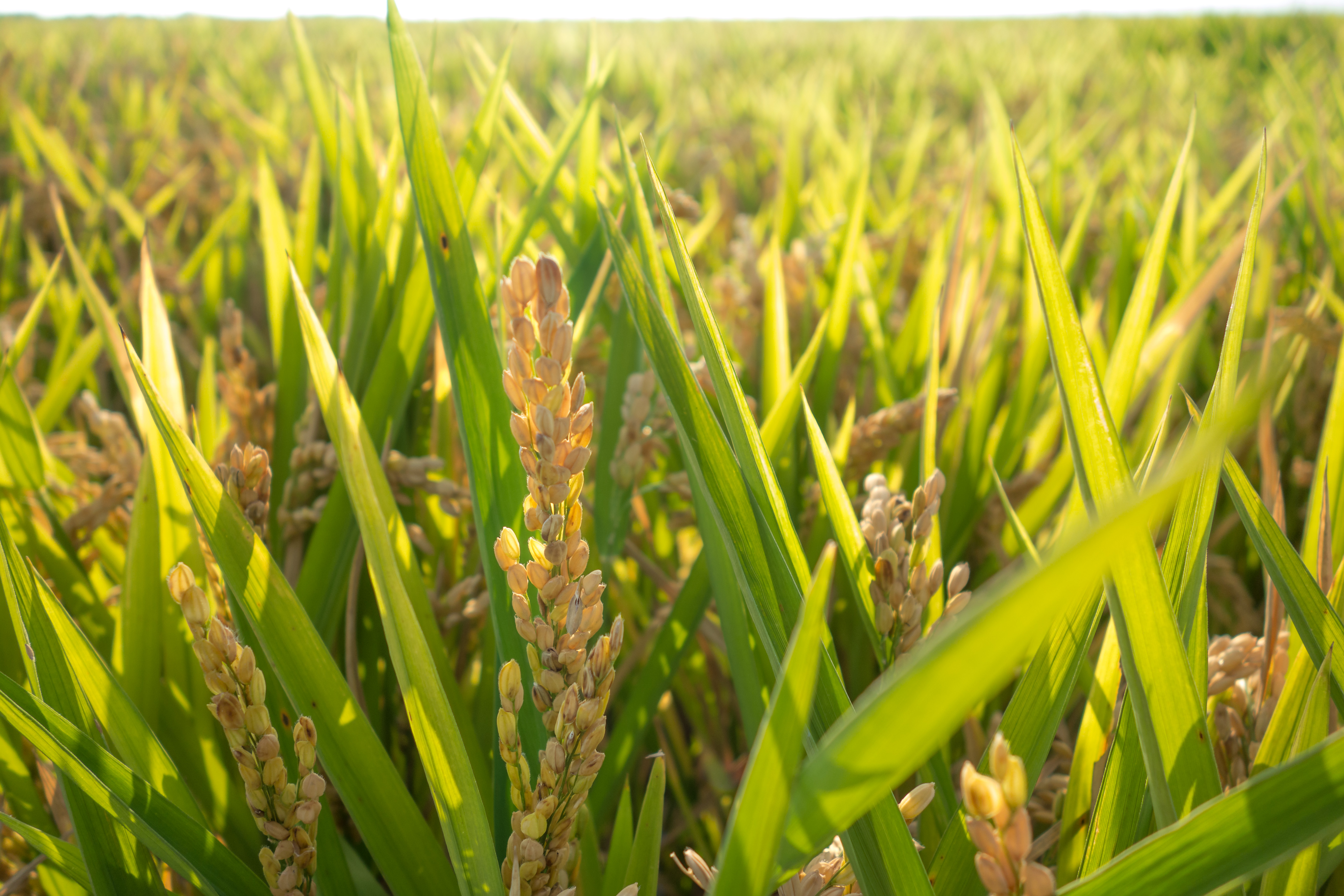 cultivo del arroz