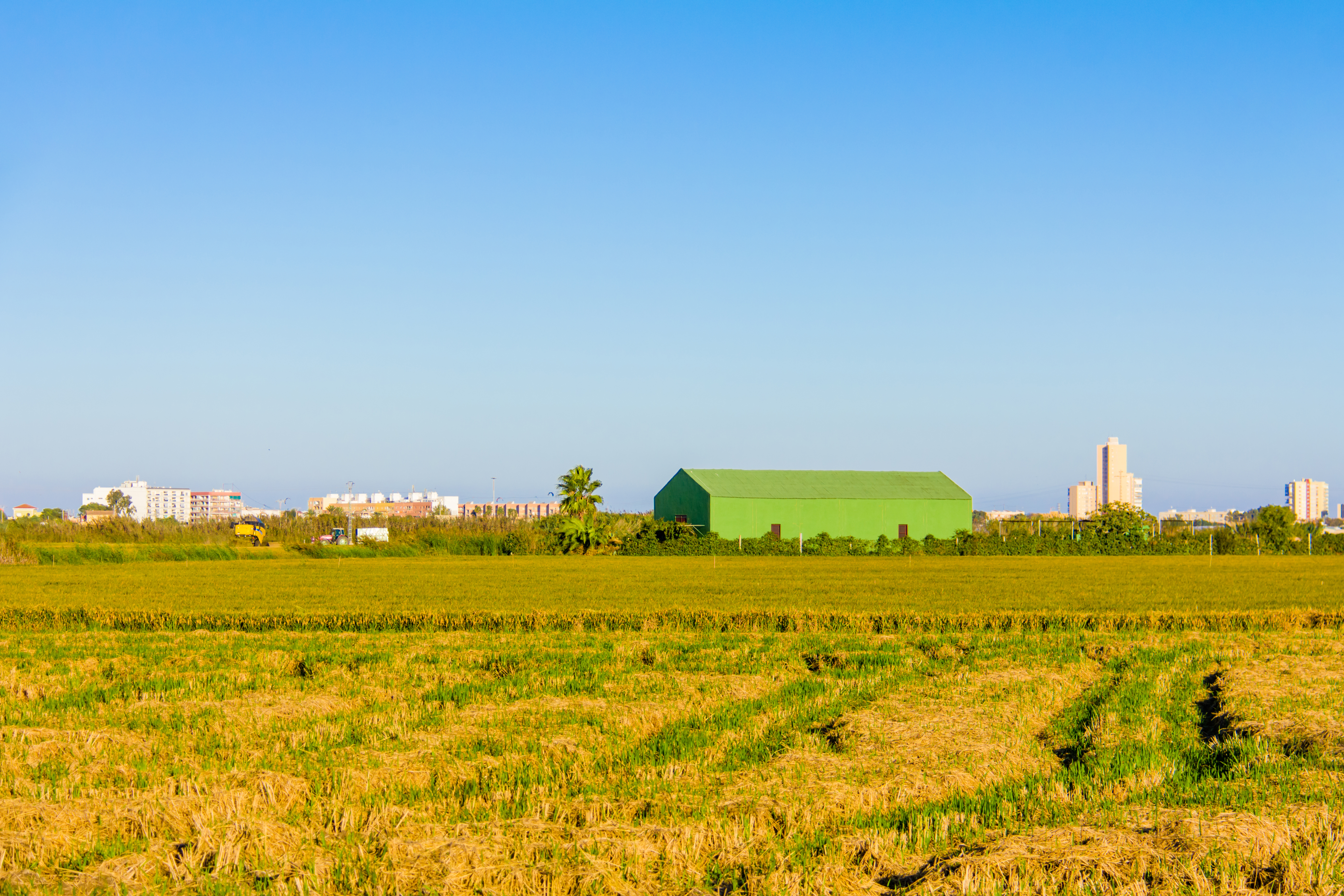 cultivo del arroz