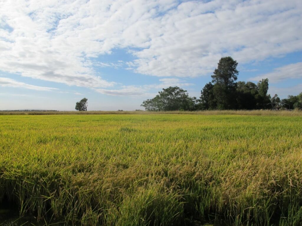 panorámica arrozales