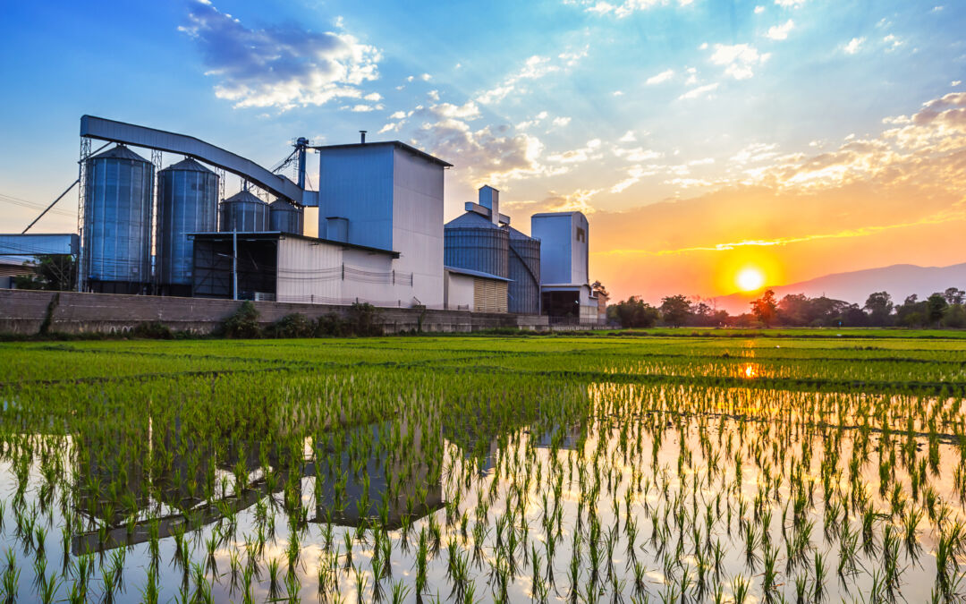 Los escolares valencianos descubren con La Fallera el proceso de obtención del arroz