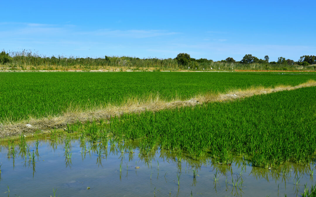 El cultivo del arroz, una actividad histórica