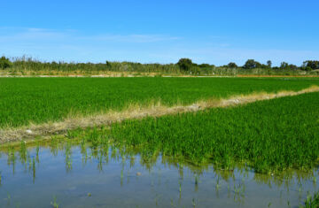 cultivo del arroz en la Albufera