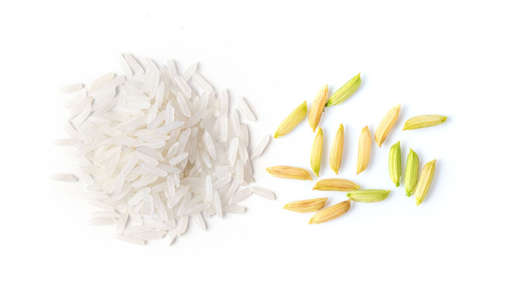 ¿Qué es el arroz largo?