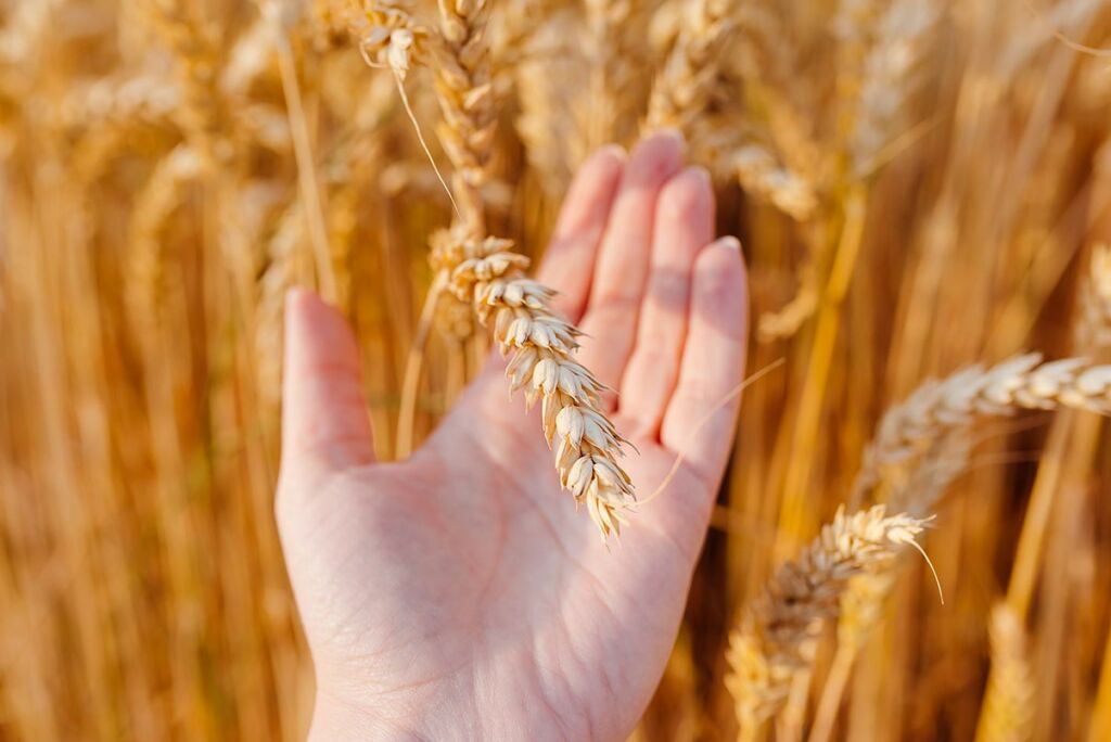 qué es el gluten