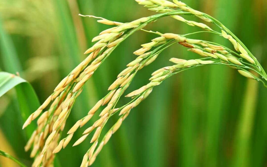 De dónde sale el arroz: cultivo y origen