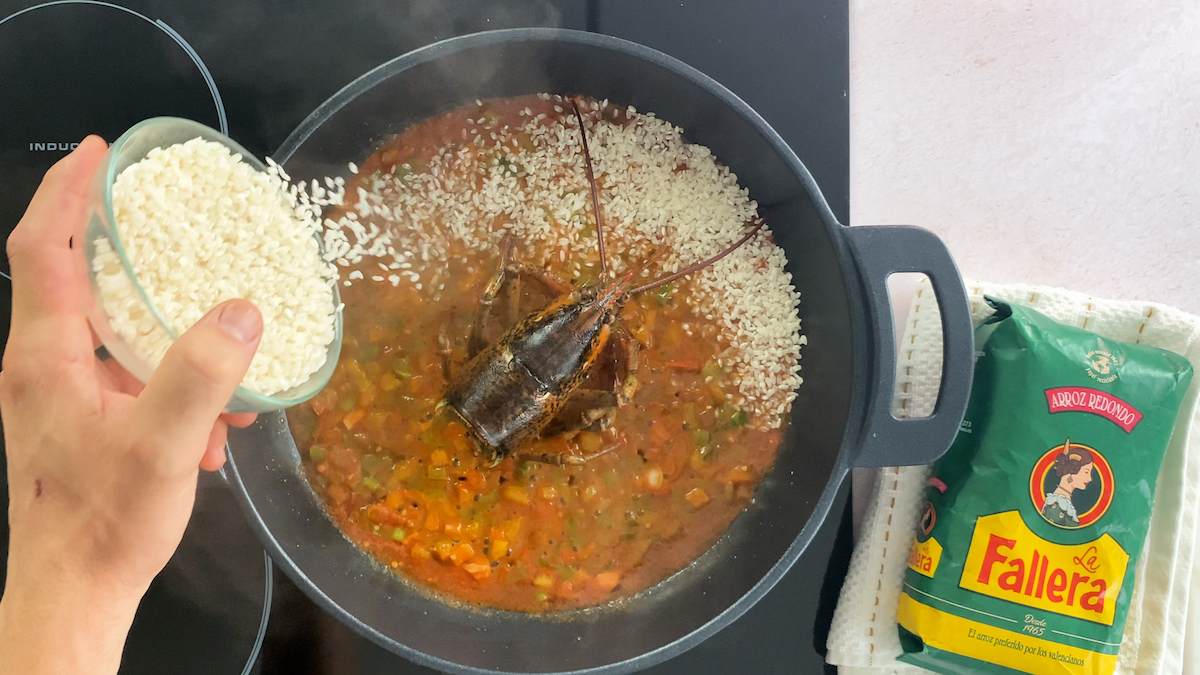 Paso a paso arroz con bogavante añadir arroz