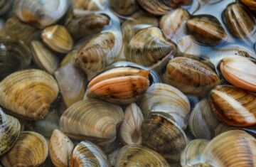 Cuándo se Echan las Almejas a la Paella: Momento Perfecto y Consejos