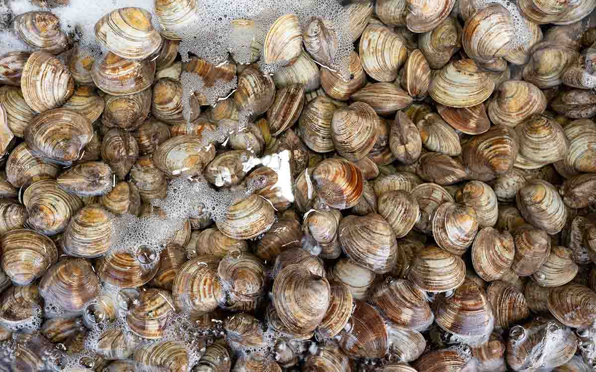 Cuánto tiempo pueden estar en agua con sal las almejas