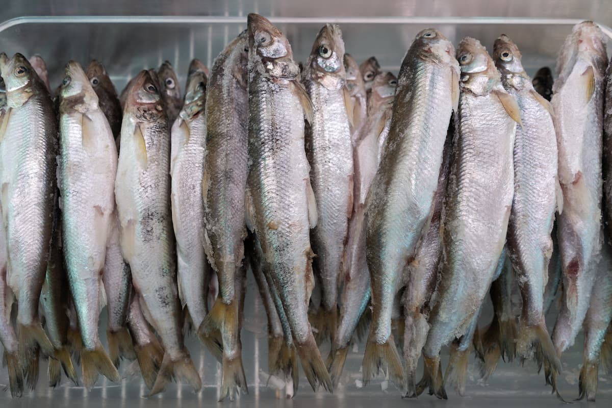Métodos seguros para descongelar pescado