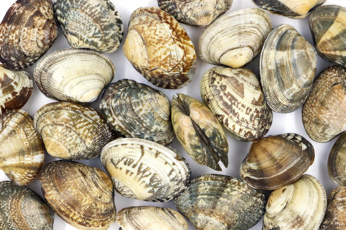 Conservación de las almejas descongeladas
