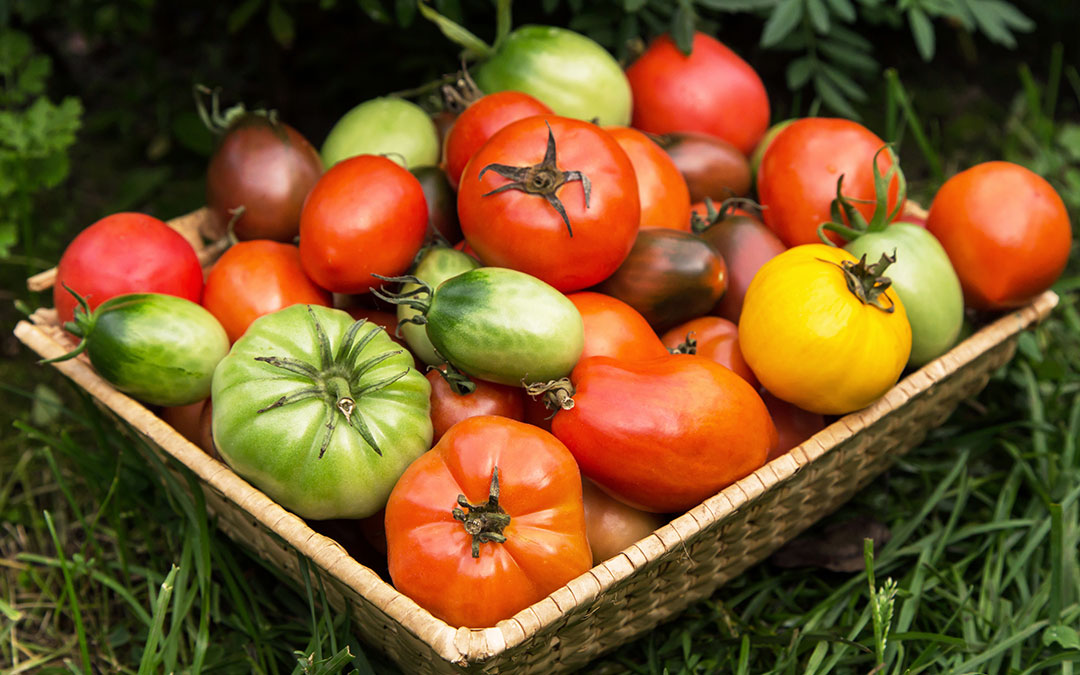 Tipos de tomates