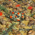 Portada paella de conejo