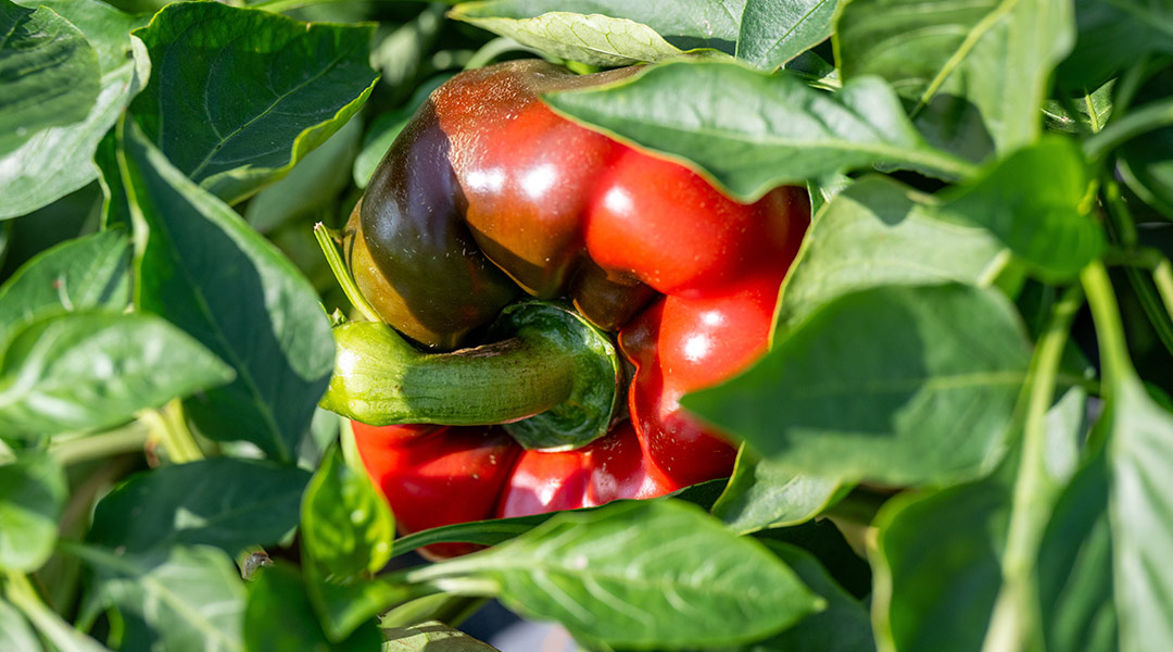 Beneficios del pimiento rojo