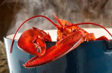 Cómo cocer bogavante