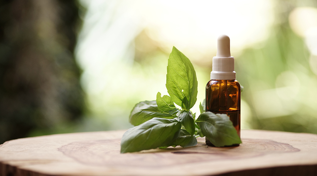 La albahaca en la medicina tradicional
