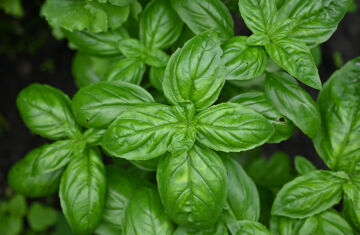 Para qué sirve la albahaca: beneficios y usos