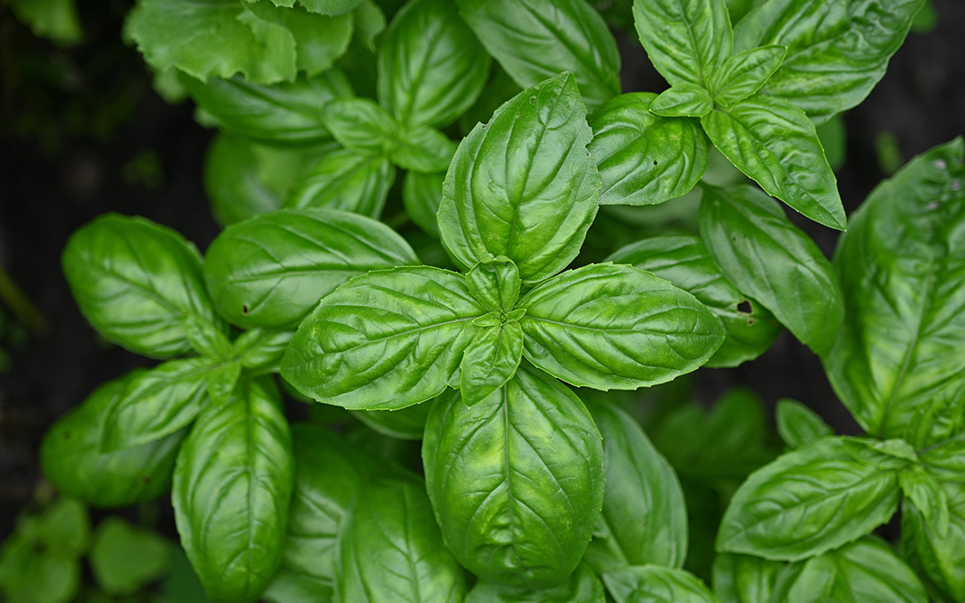 Para qué sirve la albahaca: beneficios y usos