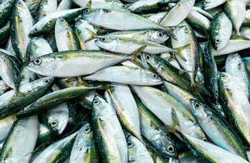 Tipos de pescado azul: una guía completa de conservas gourmet