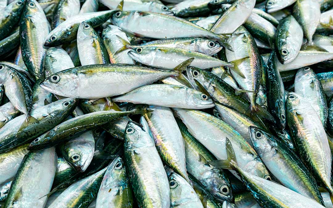 Tipos de pescado azul: una guía completa de conservas gourmet