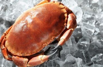 Cómo abrir un buey de mar: la guía definitiva para disfrutar este manjar