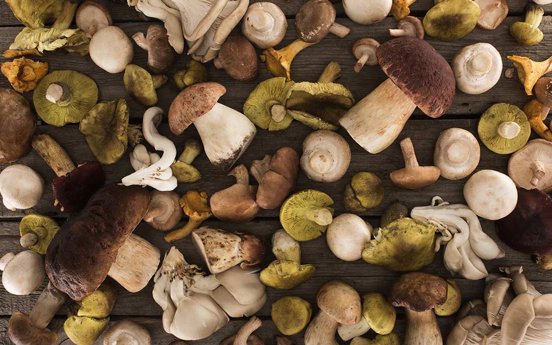 Descubre los sorprendentes beneficios de los champiñones para tu salud