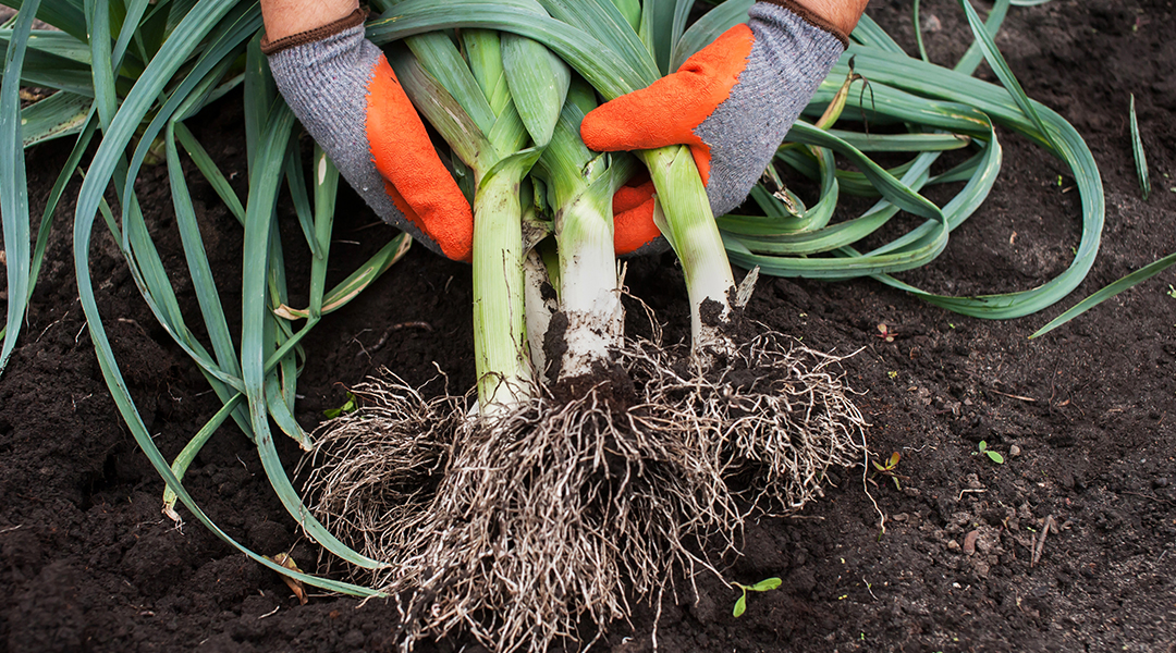 Cultivo de puerros: beneficios de la horticultura casera